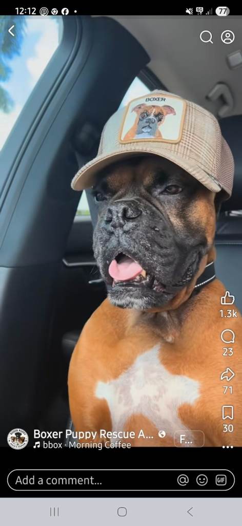 Bobtail female boxer 