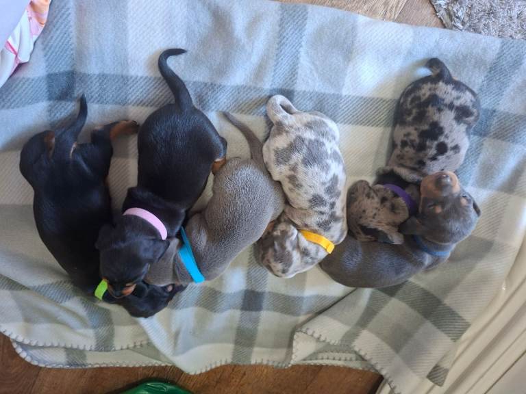 4 stunning mini dacshund pippies