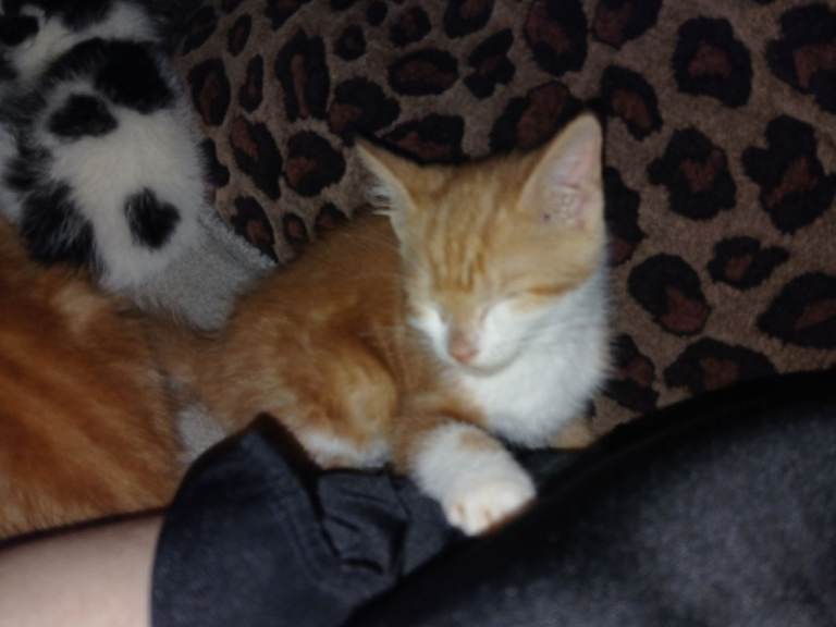 READY NOW!!!  Ginger and White Kitten