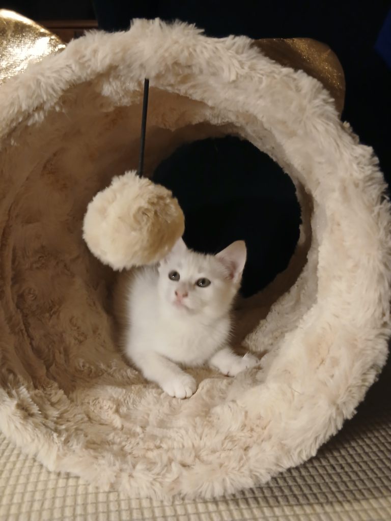 Pure white kitten for sale / Girl