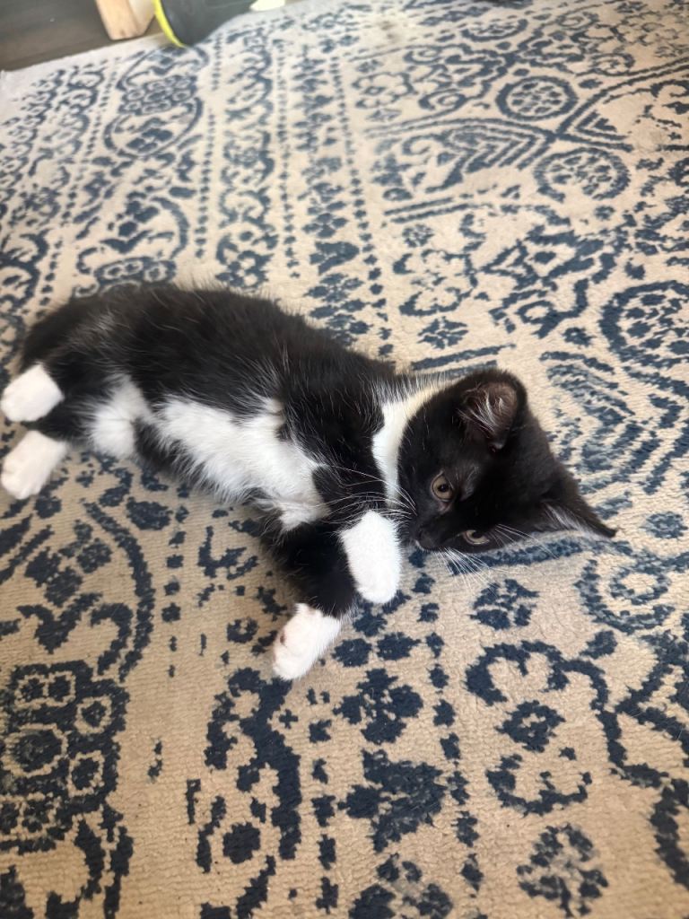 Long hair kittens 