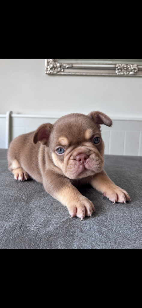 Quality French Bulldog Puppies 