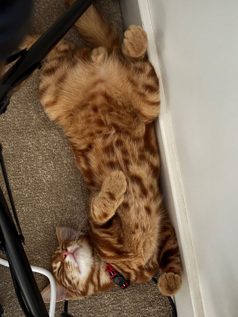 Kitty 