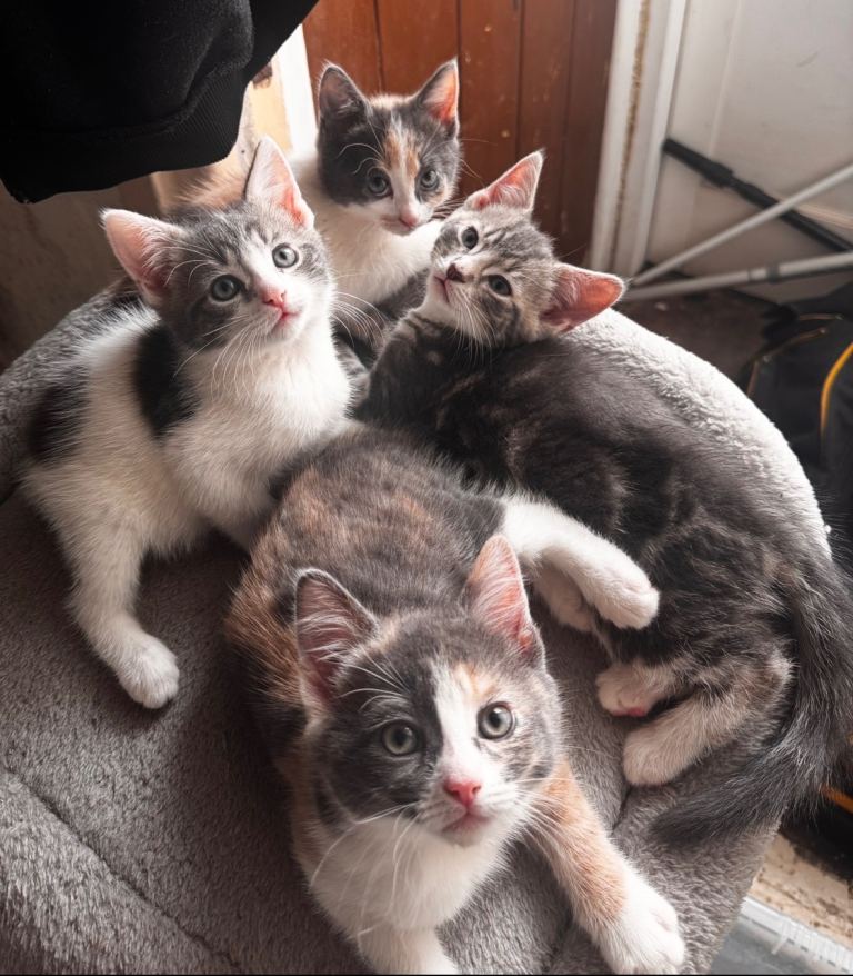 Cats 