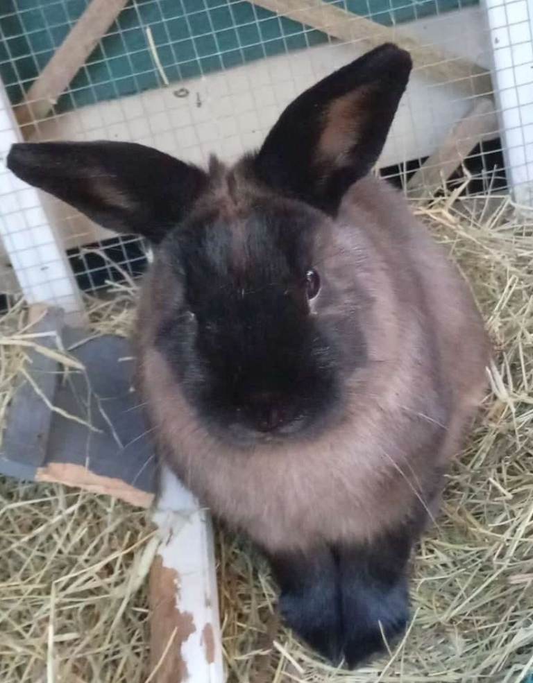 BOY RABBIT FOR SALE