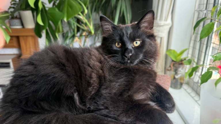 Male cat 