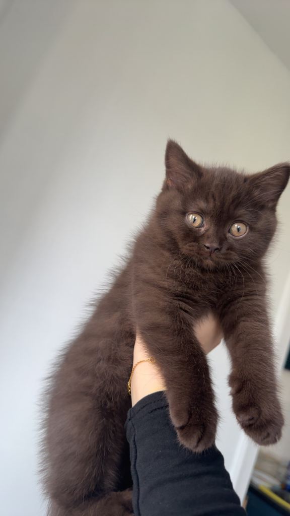 Chocolate British Shorthair for sale