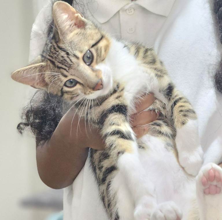Adorable Cuddle-Loving Kitten Looking for a Forever Home!