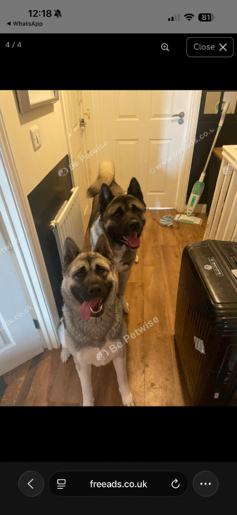 Kc registered American Akita male & female
