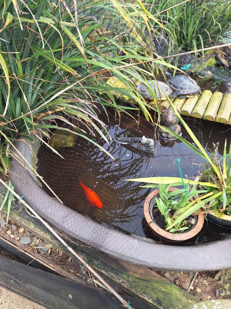 Pond filter plants livestock 