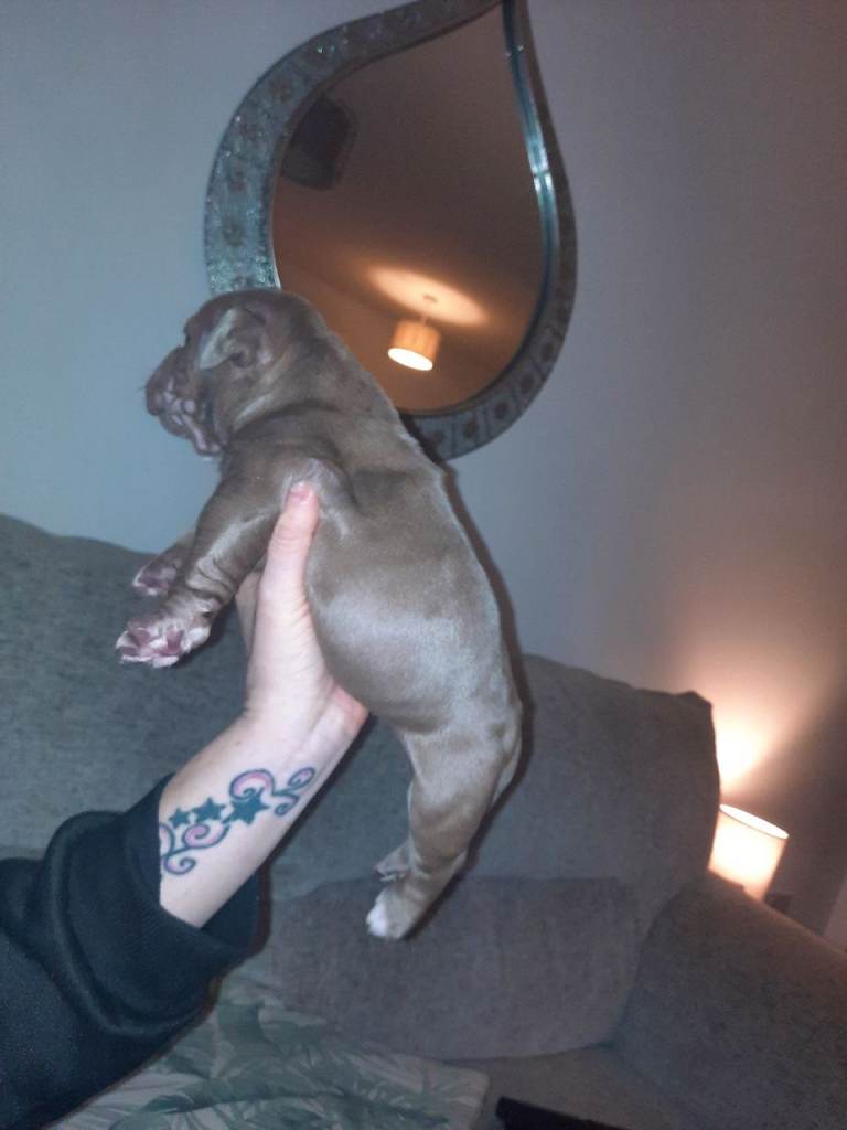 Exotic kc regstered pcoket bullies