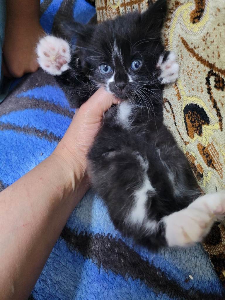 Very cute kittens they're playing jumping eating dry and Wet food 