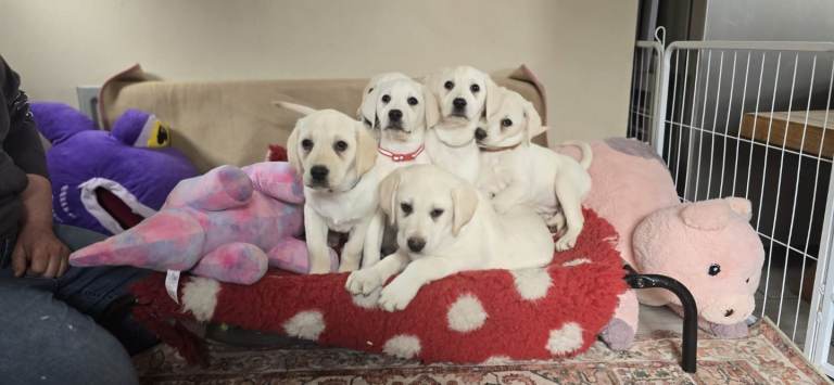 Yellow labrador boy pups