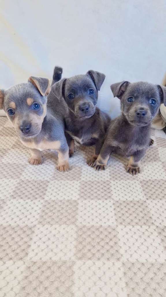 Silver lilac jack russells