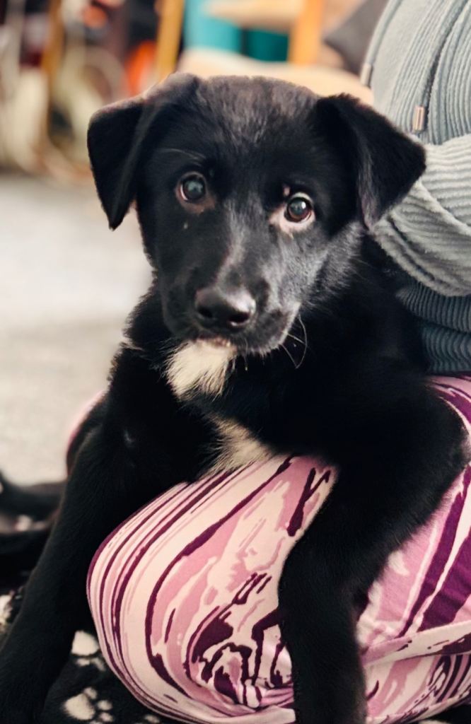  ✨ 🐾SHOLLIE PUPPIES – READY NOW 🐾✨