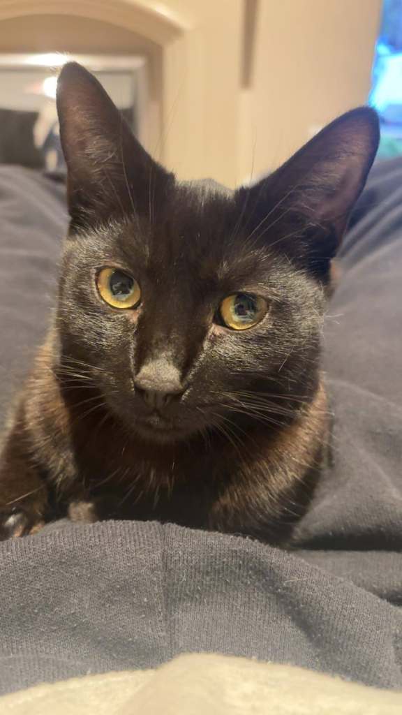 Beautiful Young Female Cat Looking for a Loving Home