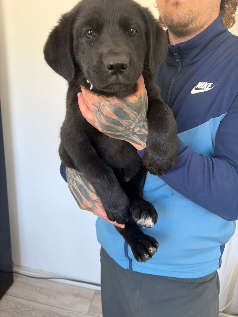 German shepherd crossed Labrador 