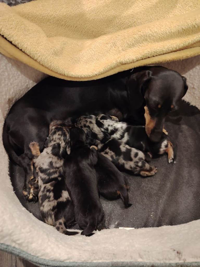 Miniature Dashund 
