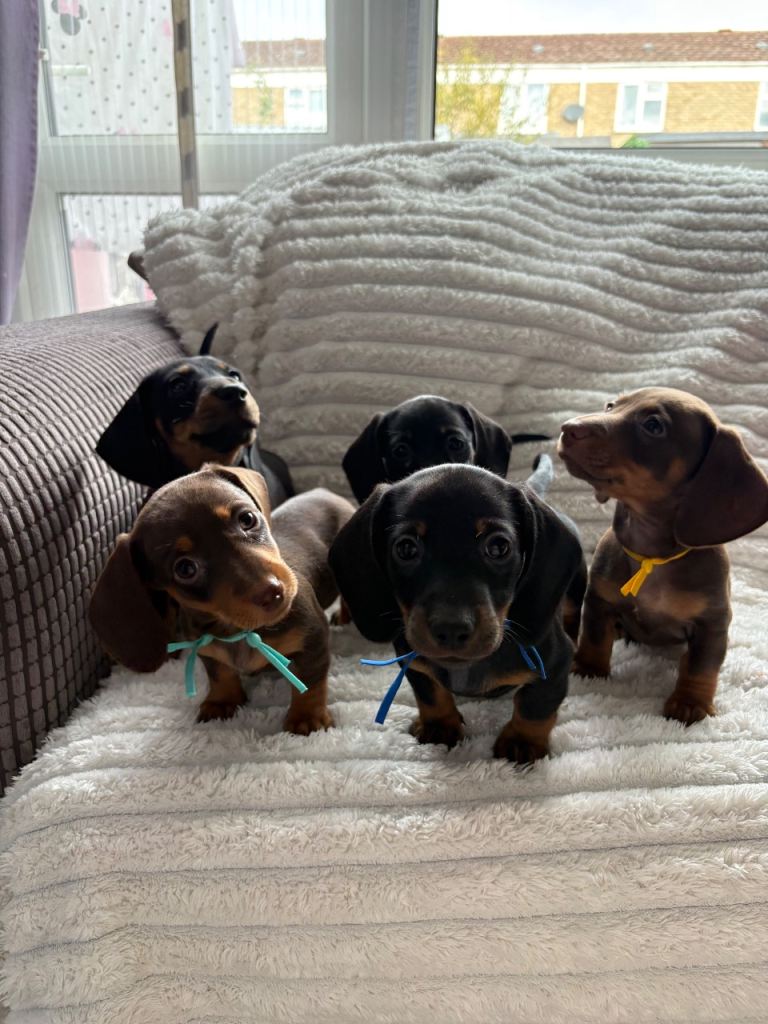Miniature dachshund puppies 