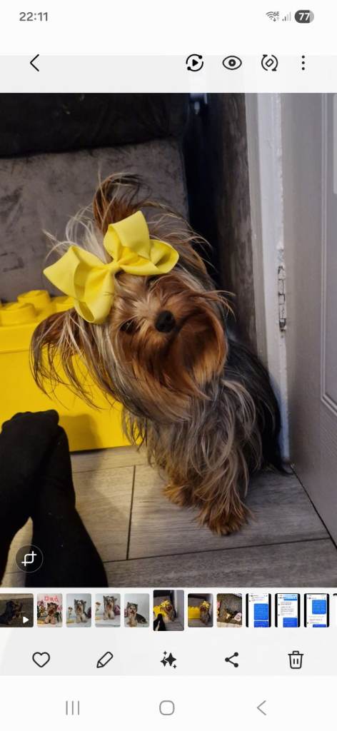Long haired yorkshire terrior pups