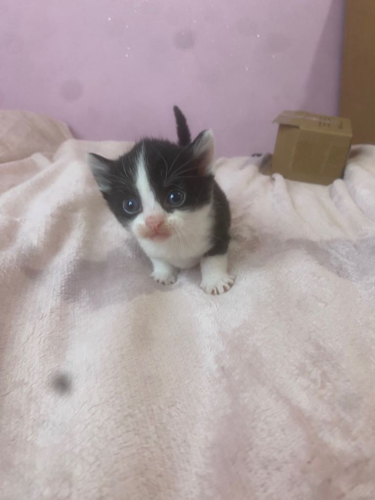 Kittens for sale. (Not ready to go till end of January)