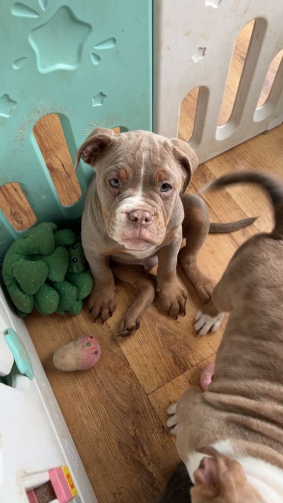 4 gorgeous old tyme bulldogs 