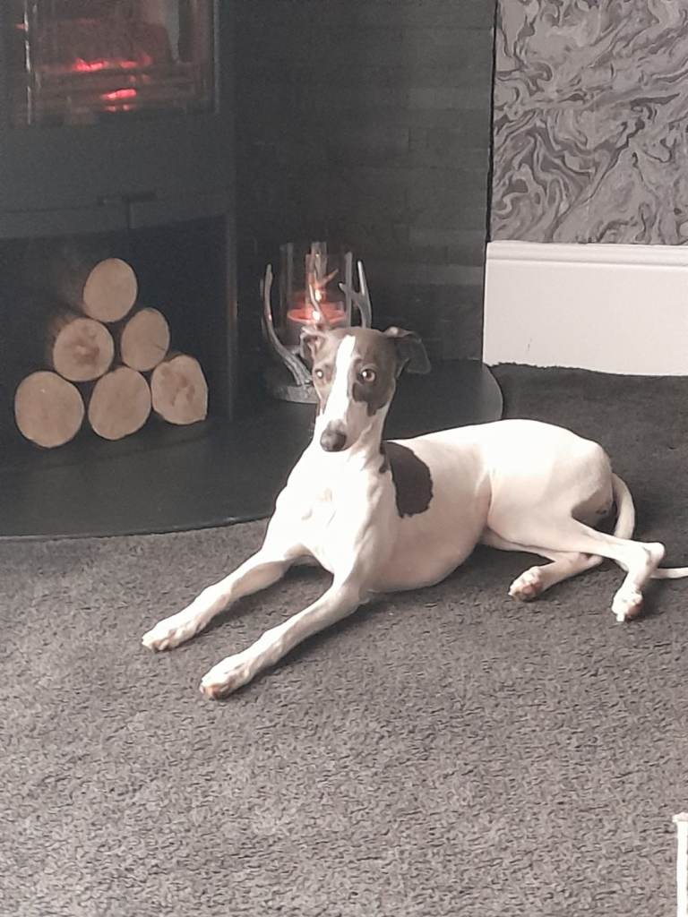 Italian greyhound x whippet