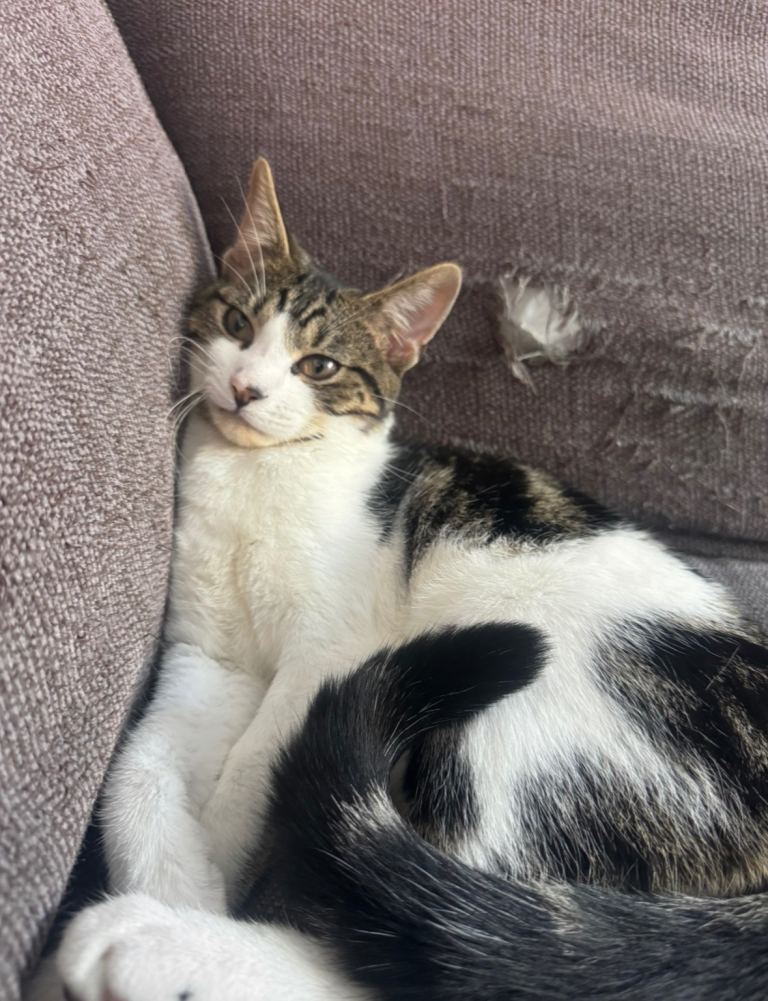 8 month old kitten 