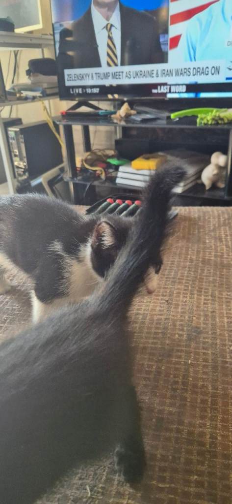 Black and white kittens 