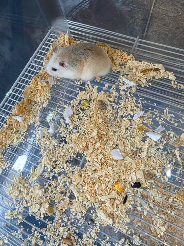 roborovski dwarf hamsters for sale