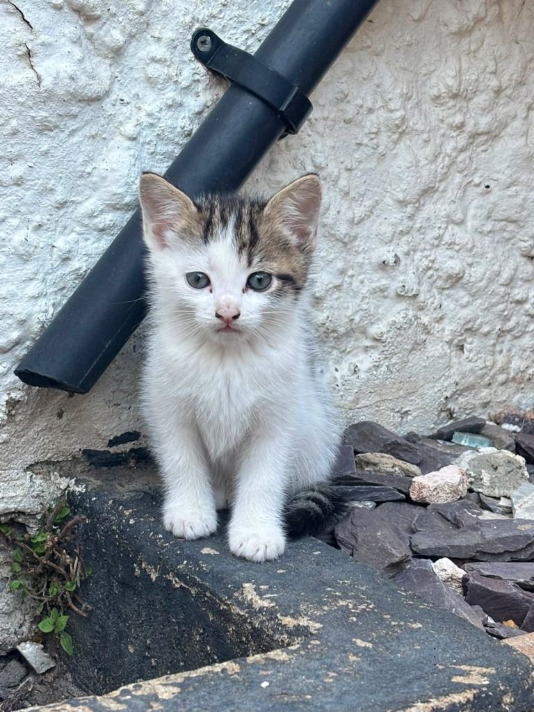 🐾KITTENS FOR SALE!🐾