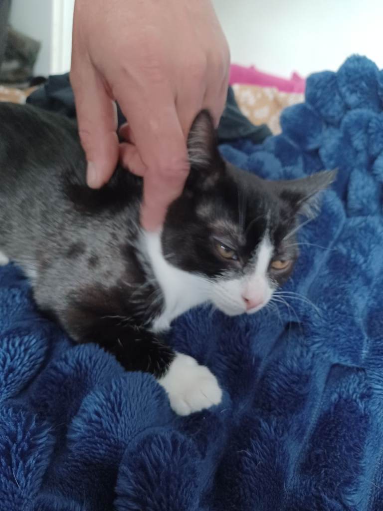 Kittens for sale 