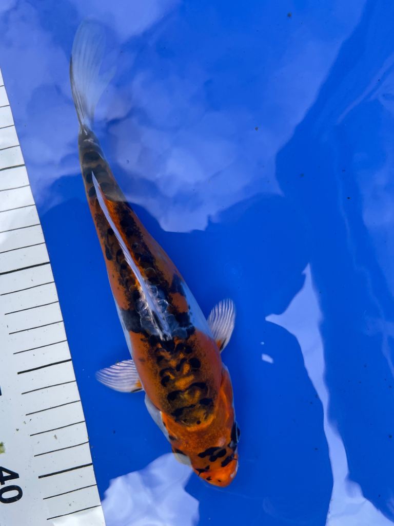 Japanese Koi for sale.