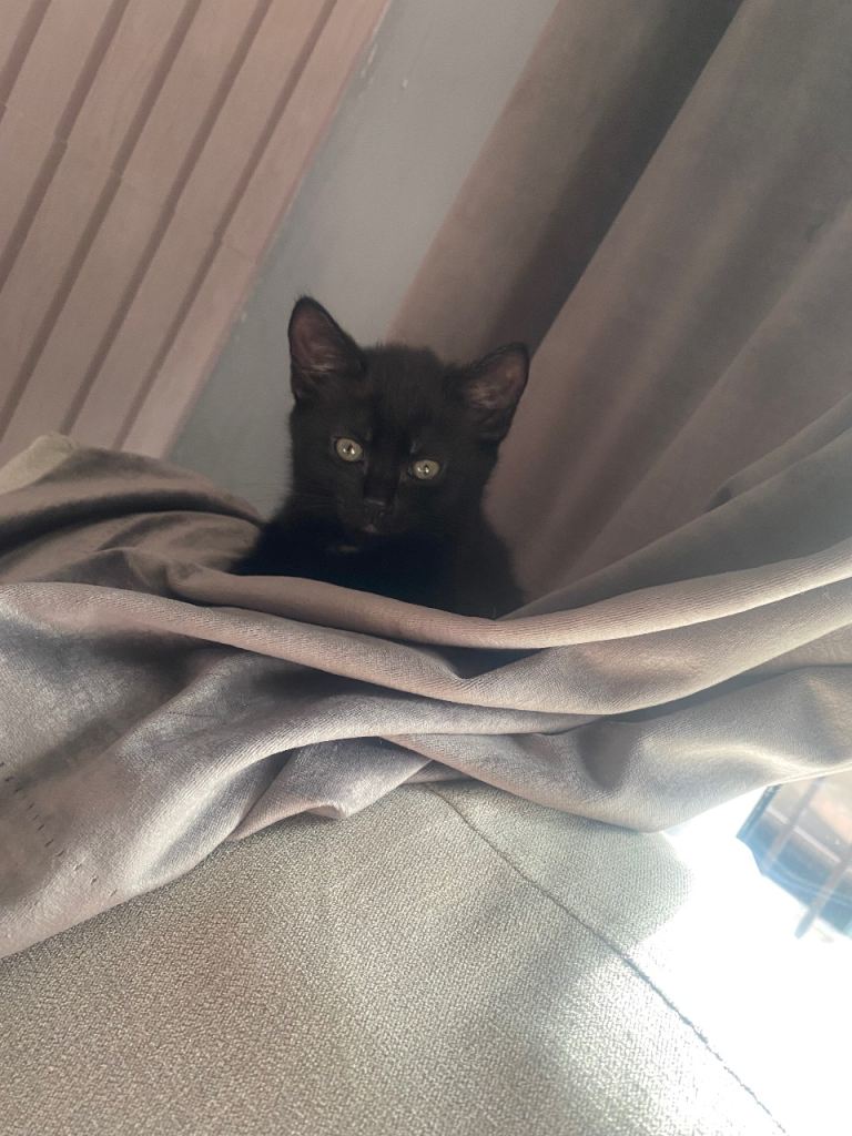 Male kittens 