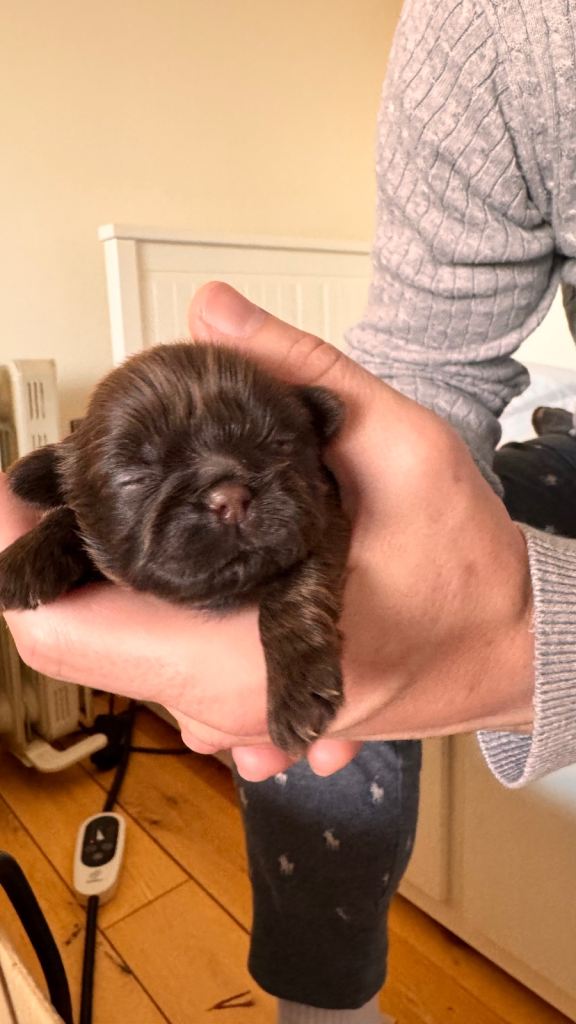 ✨🐶 BEAUTIFUL SHIH TZU PUPPIES – READY TO TAKE HOME IN JAN.✨🐶