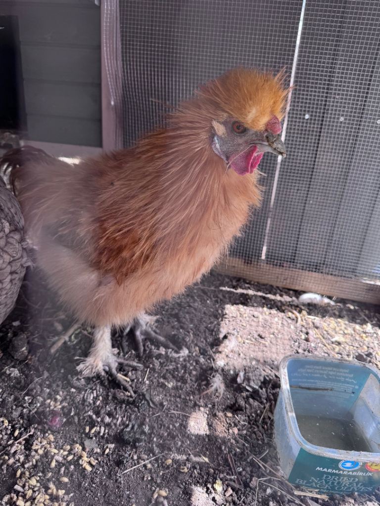 Silkie Rooster