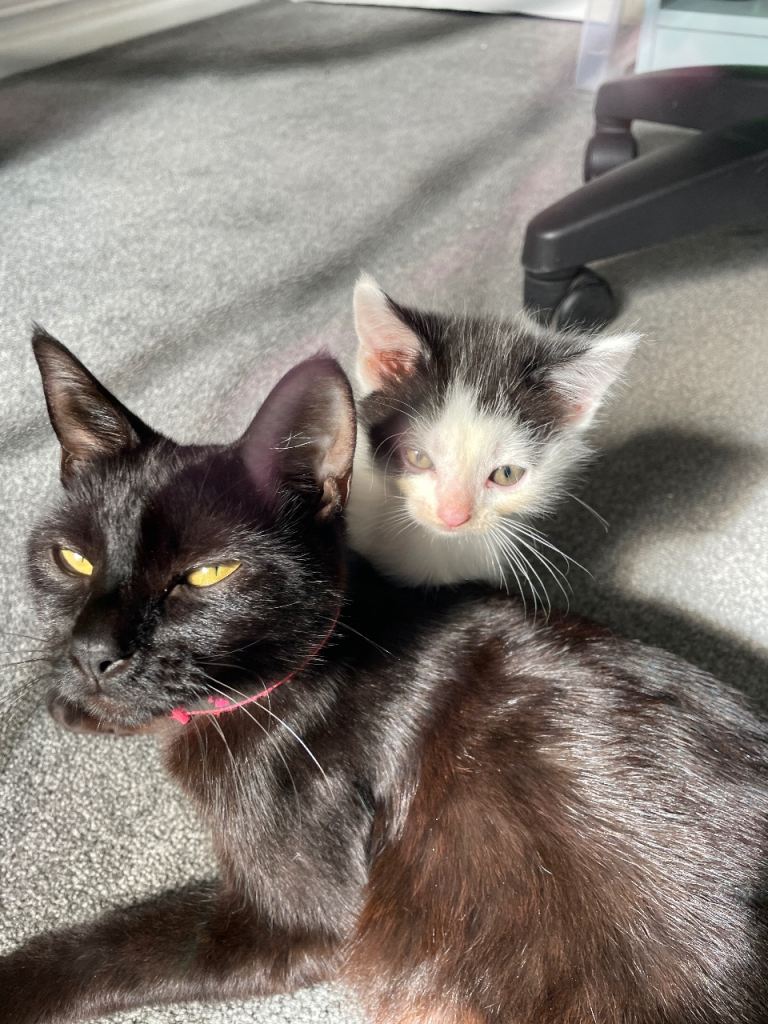 18 month old black cat