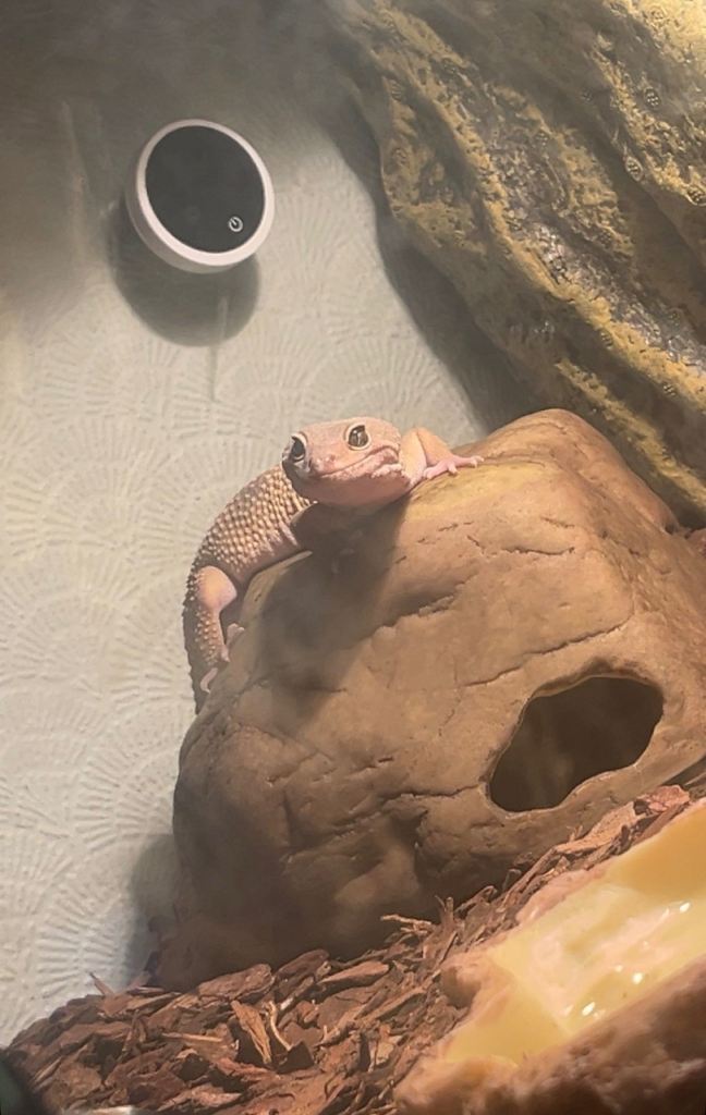 Leopard gecko male.