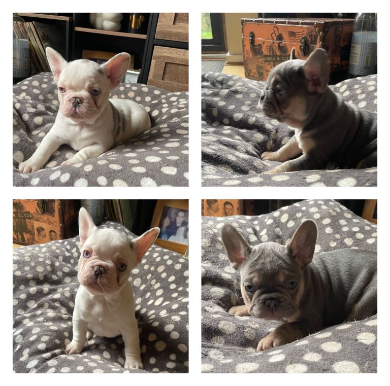 Husky fluffy frenchies 