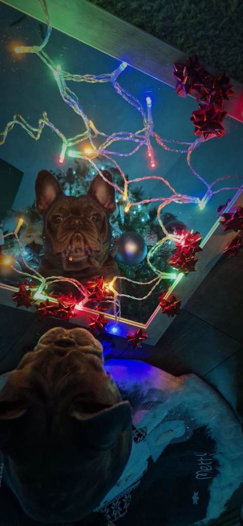 French buldog 