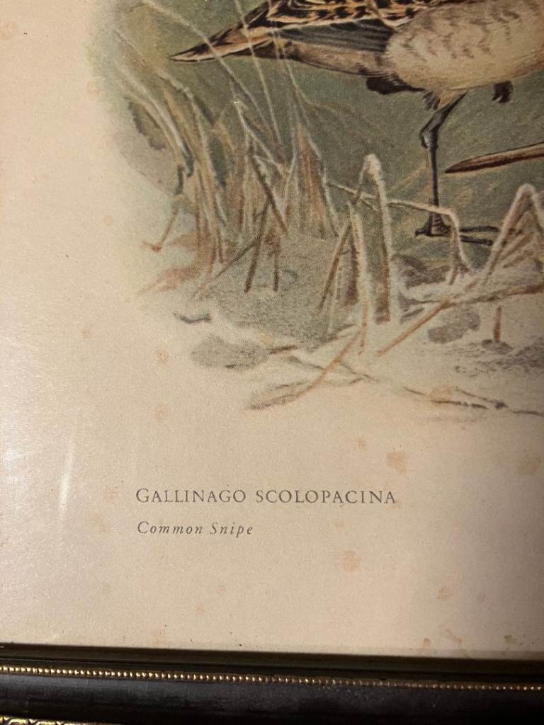 Pair of Black Gold Framed Archibald Thorburn Antique Prints