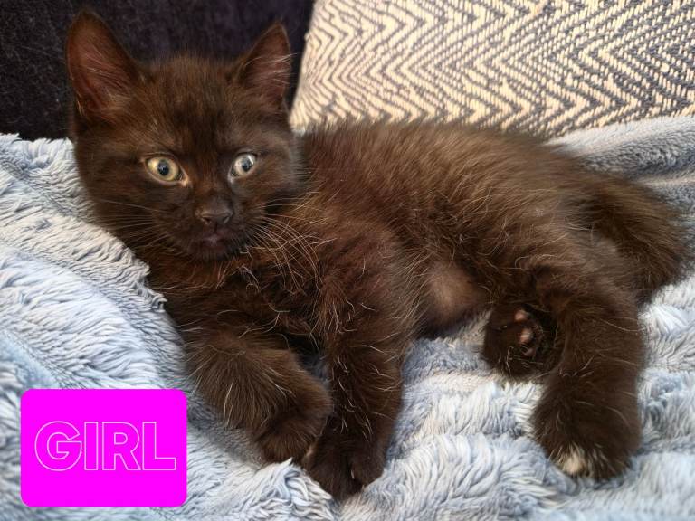 2 Kittens available from 23rd June