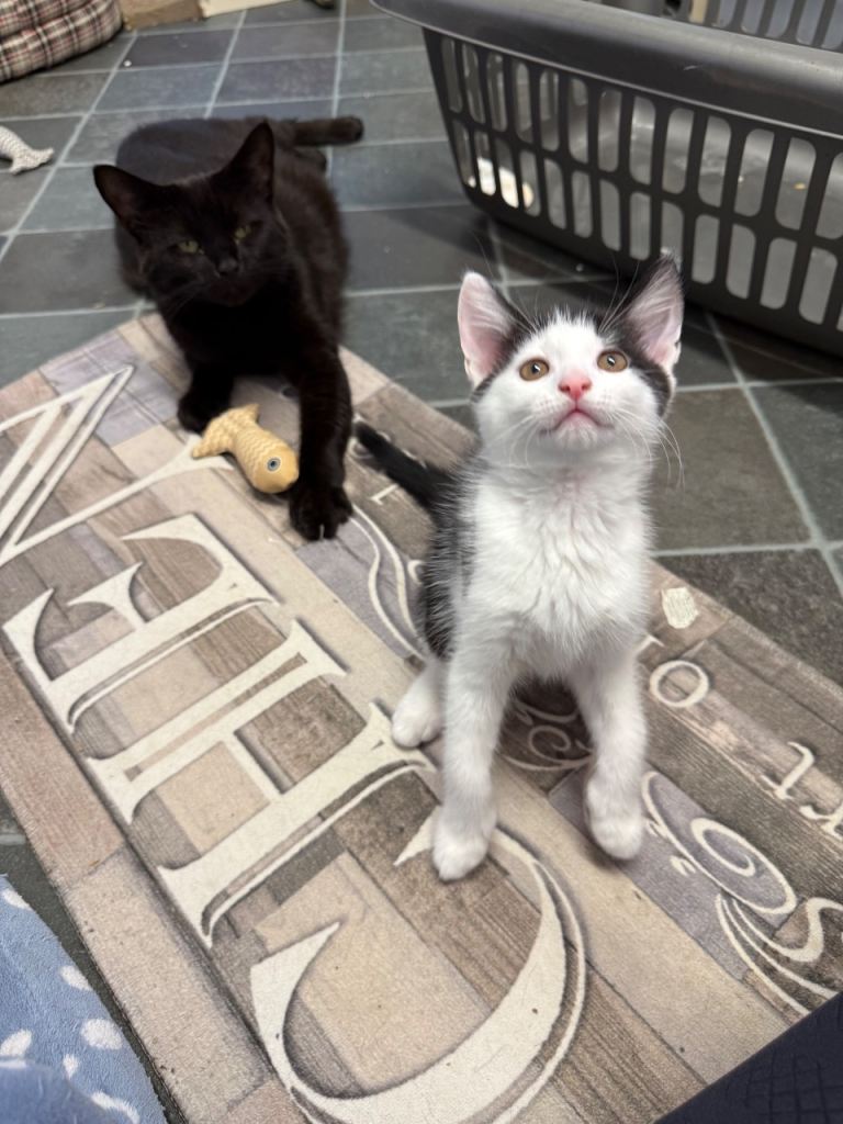 Kittens ready now 