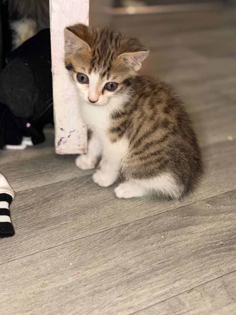 Beautiful tabby boy ready for his forever hom