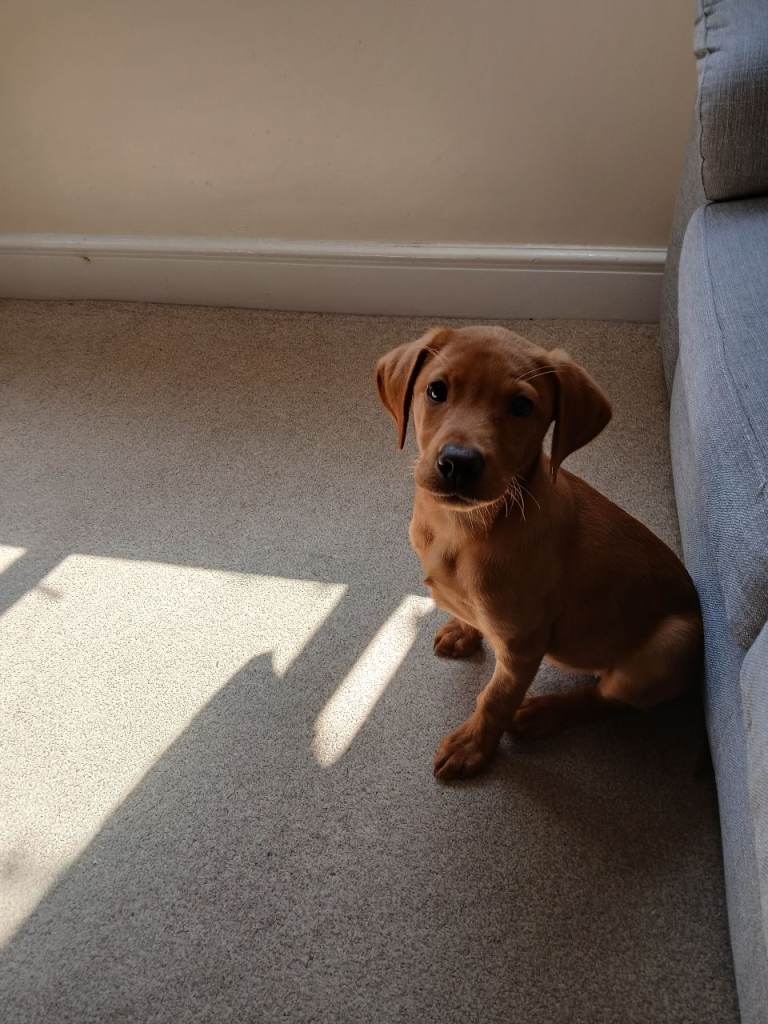 Deep red fox labrador girl for sale 