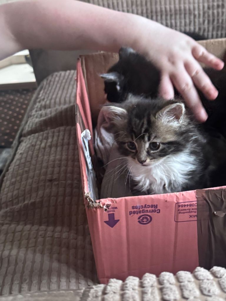 Half maine coon kittens