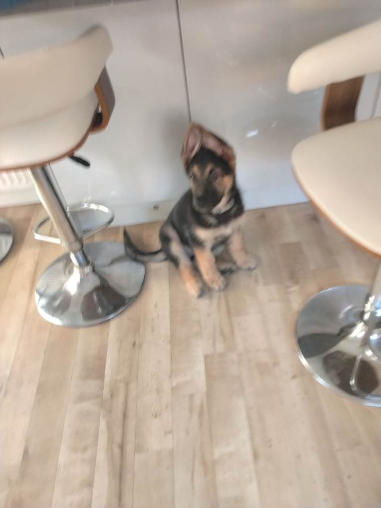German shepherd puppy straightback