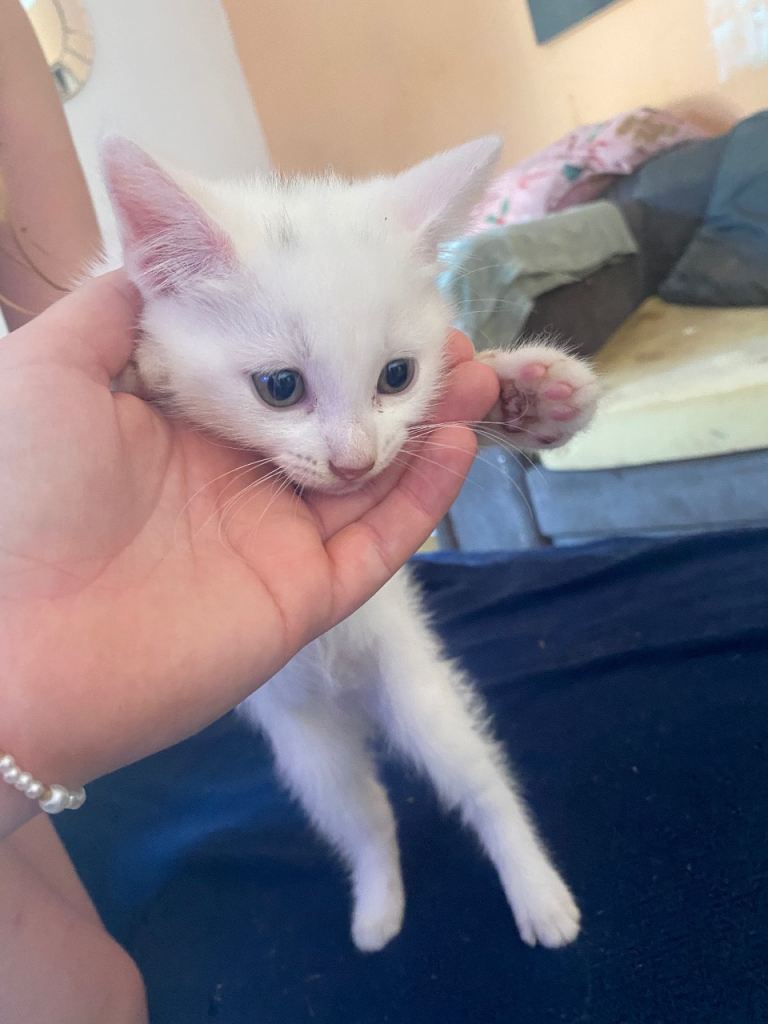 Beautiful Kittens