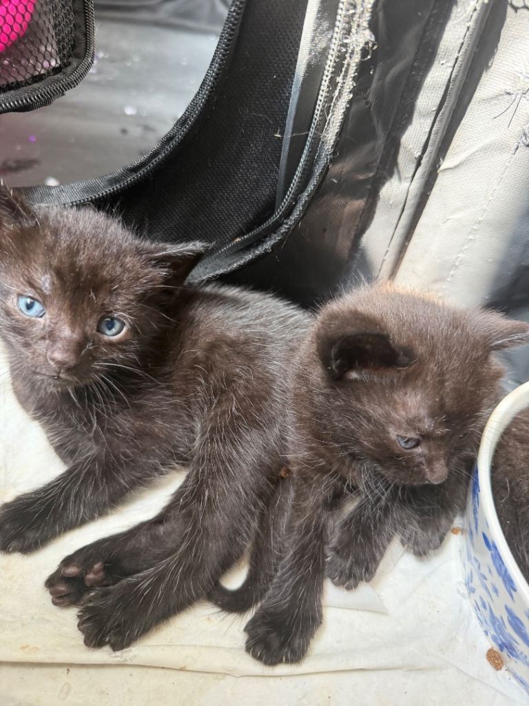 2 all black kittens 