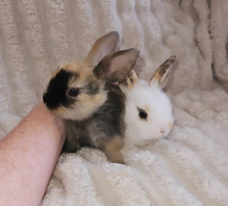 Baby rabbits